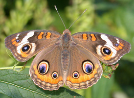 Common Buckeye